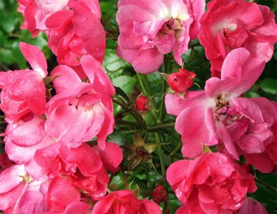 flowers-rose-pink.jpg