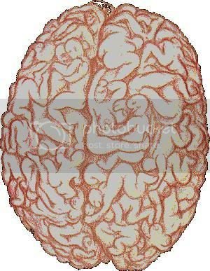 male-brain.jpg