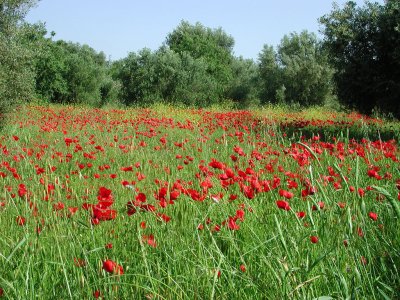 Poppy_field_at_Kefalonia_island,_Greece.jpg