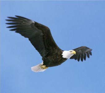 BaldEagle.jpg
