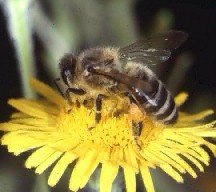 food_gathering_behavior_of_bees.jpg