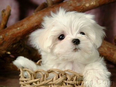 Cute_maltese_puppy_pictures_2.jpg