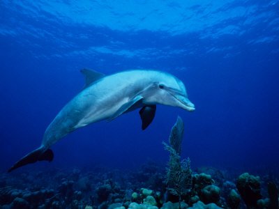 erard-bottlenose-dolphin-underwater-providenciales.jpg