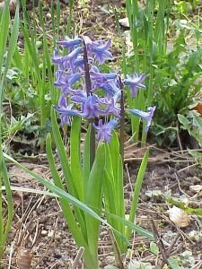 ukimi_kuzhina_bimwt-helmuese_hyacinthus_orientalis.jpg