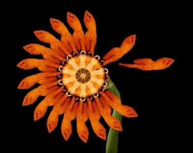 Blown-Sunflower.jpg