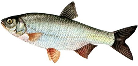 gjuca110.jpg