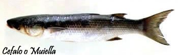 pesce11.jpg