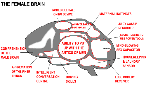 female_brain2.gif