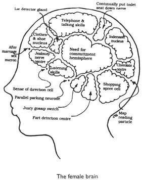 the-female-brain-1.jpg