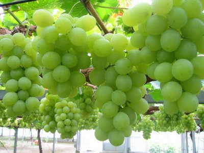 Grape_Seed_41414.jpg