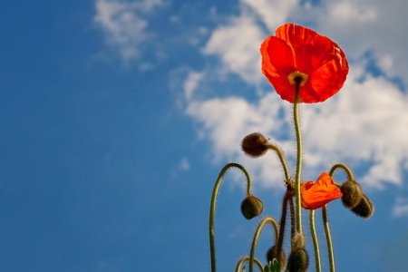 poppy-641423__340.jpg
