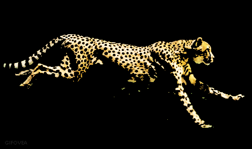 animated-cheetah-gif-1.gif