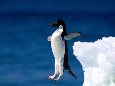 leap-of-faith-adelie-penguin-pictures.jpg