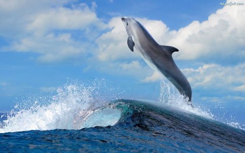 delfin-morze.jpg
