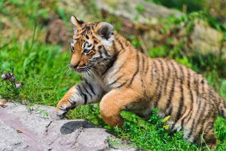 Tiger-tigers-30651668-1024-683.jpg