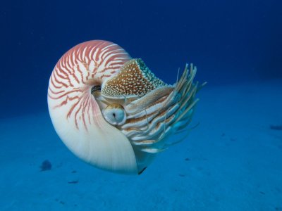 large_Nautilius.jpg