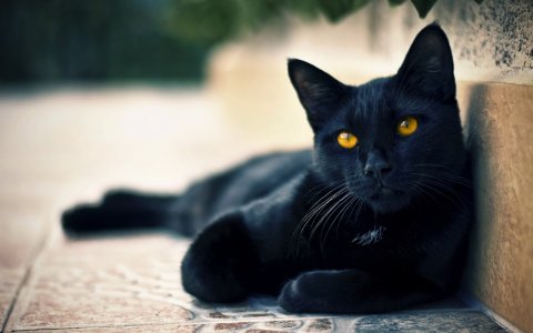 black-cats-awesomelycute.com-14.jpg