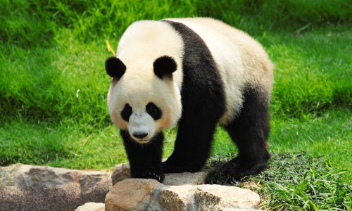giant-panda-shutterstock_86500690.jpg