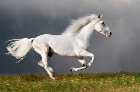 cavallo_bianco_galoppa-620x411.jpg