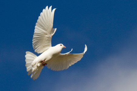 White_Dove.jpg