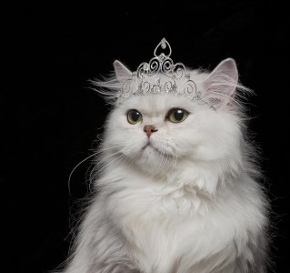 white-persian-cat-wearing-tiara-gk-hartvikki-hart.jpg