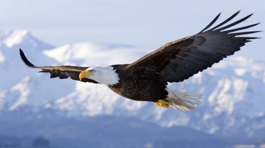 bird-eagle-flying-sky-wings-wallpaper-1920x1080.jpg