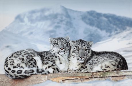 most_beautiful_animals_snow_leopards.jpg