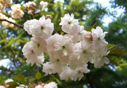 Cherry+Blossom+(2).jpg
