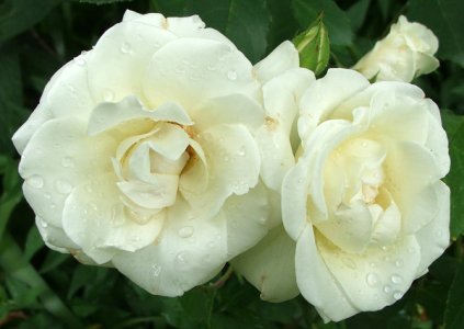 beautiful-two-white-roses-picture.jpg
