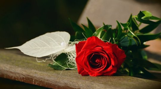 rosa_san-valentino.jpg