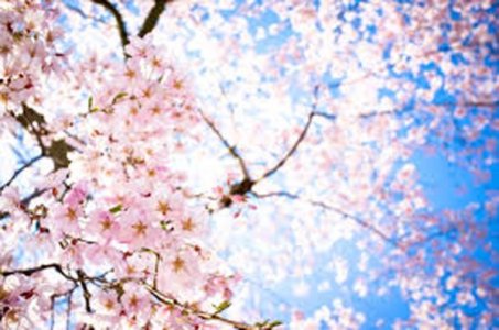 600-sakura.jpg