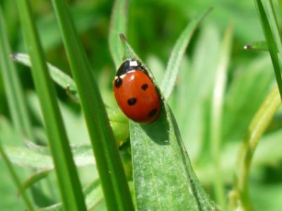 ladybug-beetle-red-206973.jpg