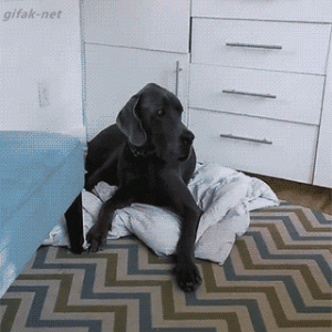 a81f3321b36905649581ae34634ae190.gif