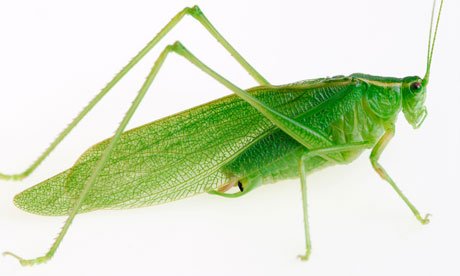 The-great-green-grasshopp-007.jpg