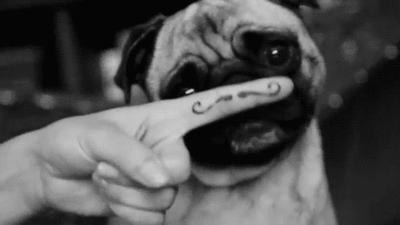 89359-Pug-Mustache.gif