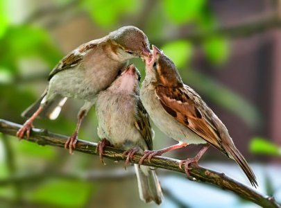 sparrow-couple--as-the-little-one-watches-in-style.jpg