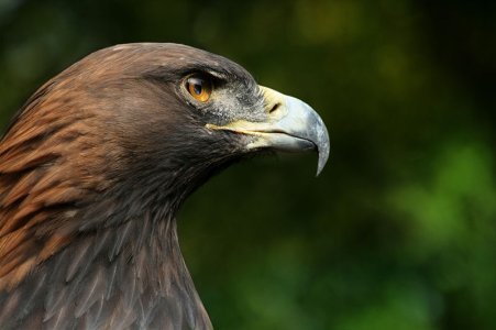 800px-Steinadler_Aquila_chrysaetos_closeup2_Richard_Bartz.jpg