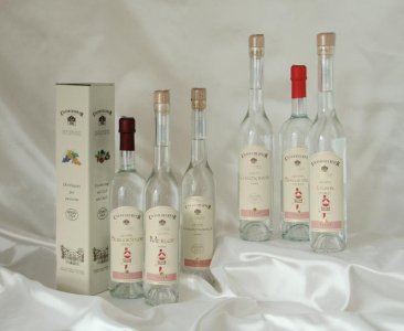 grappa-vitae-gruppe.jpg