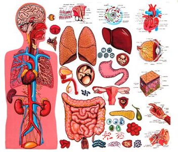 HumanBody.jpg