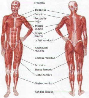 human-body-muscle-diagram.jpg