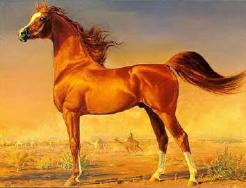 arabian_horse.jpg