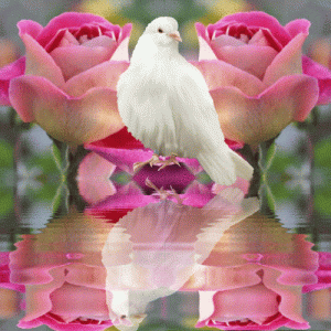 b55893734d96bc093004bd8a22e2604e.gif