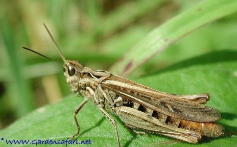 chorthippus_brunneus_hs0_1737.jpg