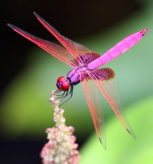 Dragon Fly - symbol