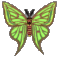 moth.gif