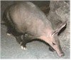 aardvark.jpg