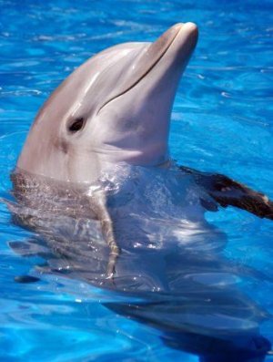 Dolphin, Power Animal, Symbol of Breath of Life, Love, Balance and Community