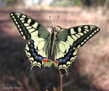 Papilio-machaon.jpg