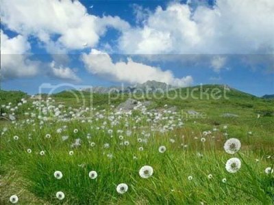 dandelion_big.jpg