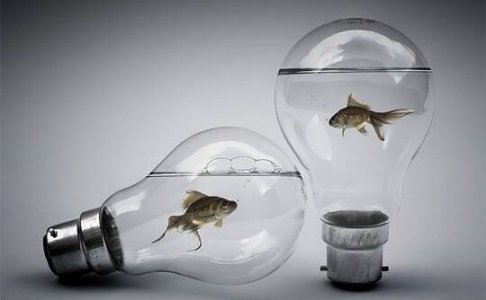pesci-dentro-alle-lampadine.jpg